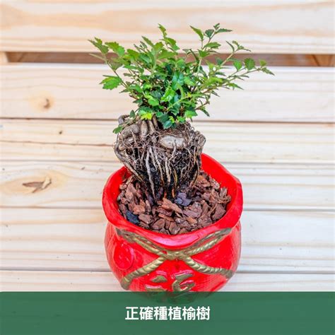 榆樹種植|【榆樹種植】榆樹種植全攻略：從入門新手到養護達人！